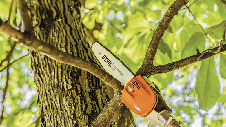 Stihl pole pruner cutting a tree