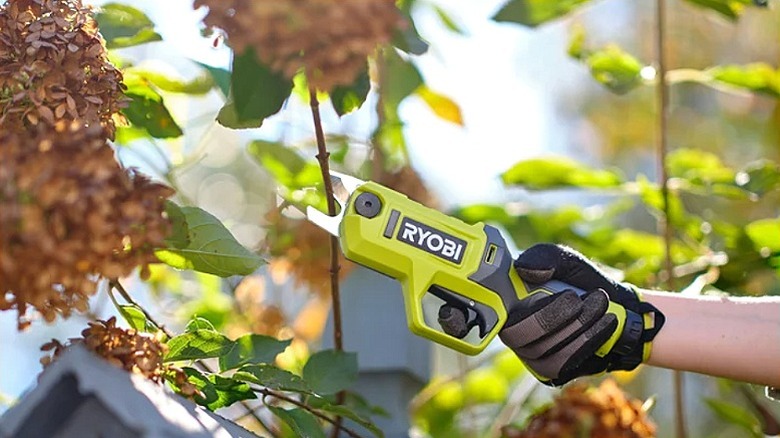 Using a pruning shears on a thin tree branch.