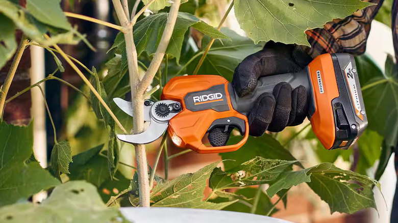 Ridgid battery pruner used on a shrub