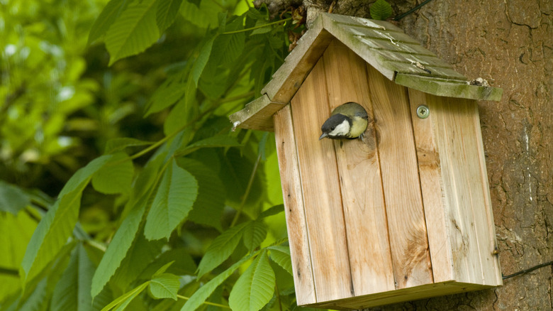 bird poking out of a birdhouse