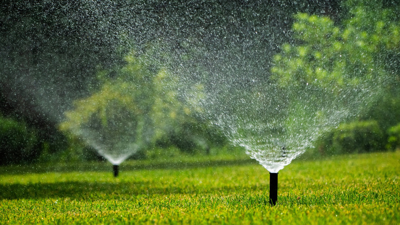 Two sprinkler heads irrigating a green yard