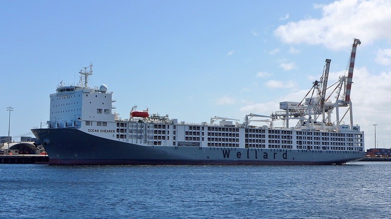 The MV Ocean Shearer, which was, at one point, the largest livestock carrier in the world
