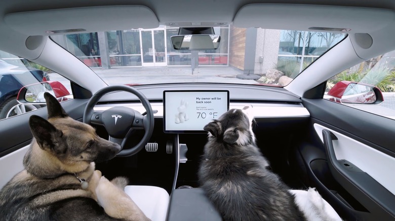 Dogs in Tesla with Dog Mode on
