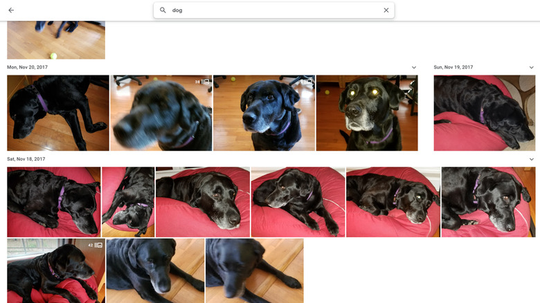 Google photos dog search