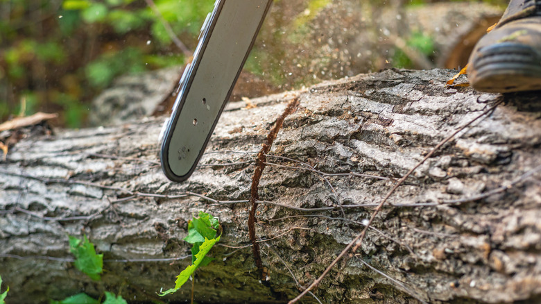 A chainsaw cutting into a tree with specks of sawdust flying in the background