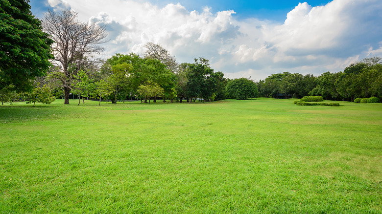 a big yard