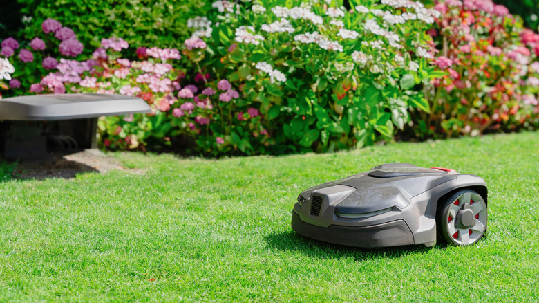 Robot lawn mower on a bright green lawn with flowering bushes
