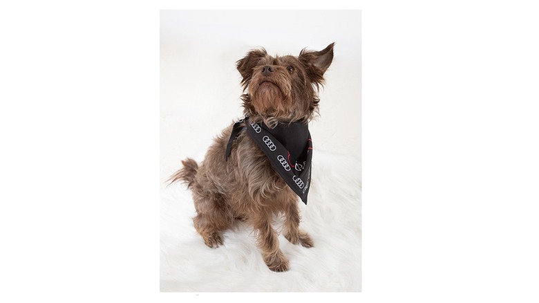Audi pet bandana