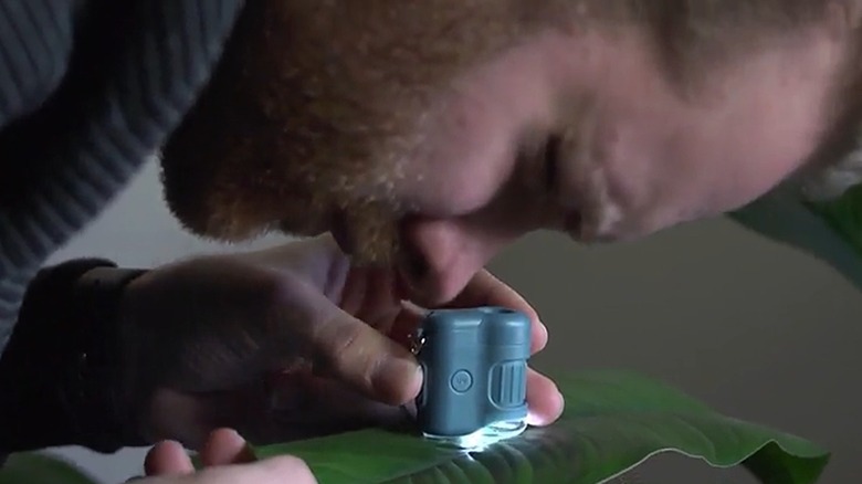 Person using microscope to look at leaf