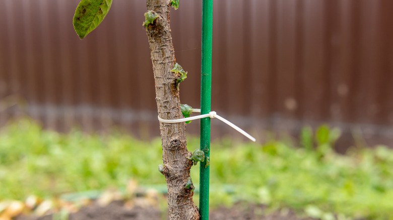 Plant zip tied to a stake