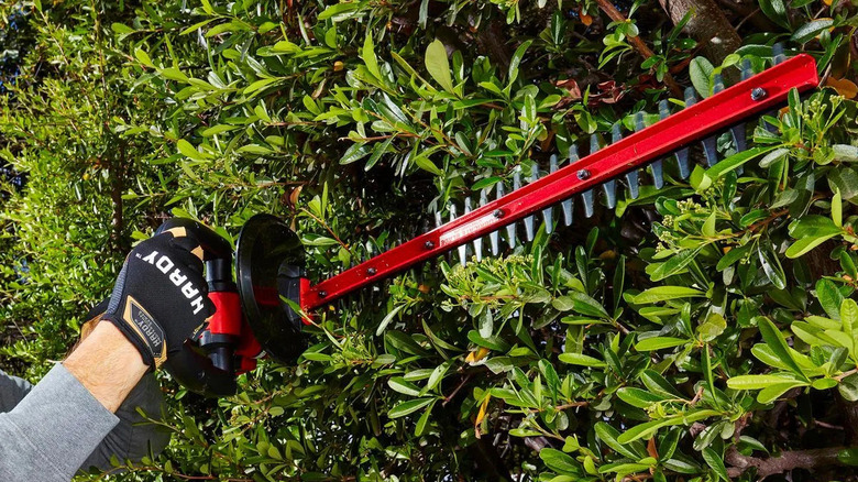 Trimming a hedge with the Bauer hedge trimmer.