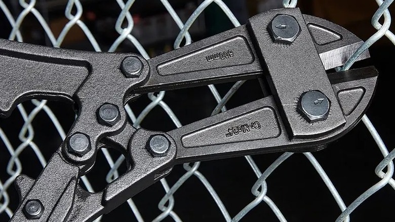 Cutting a metal fence with bolt cutter.
