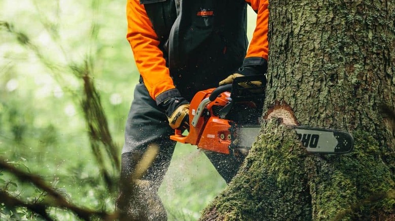 Someone cutting through a tree.
