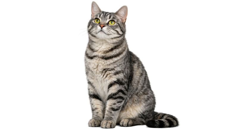 A cat on a white background