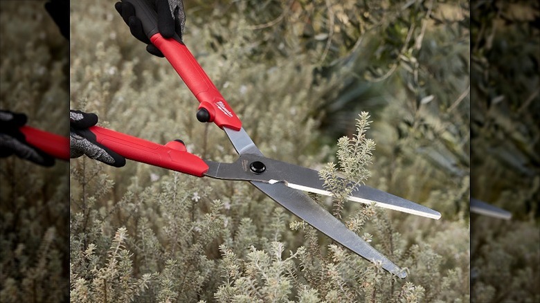 Using a hedge shear to cut shrubs.