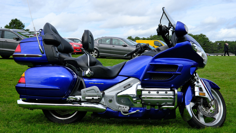 Blue Goldwing in field