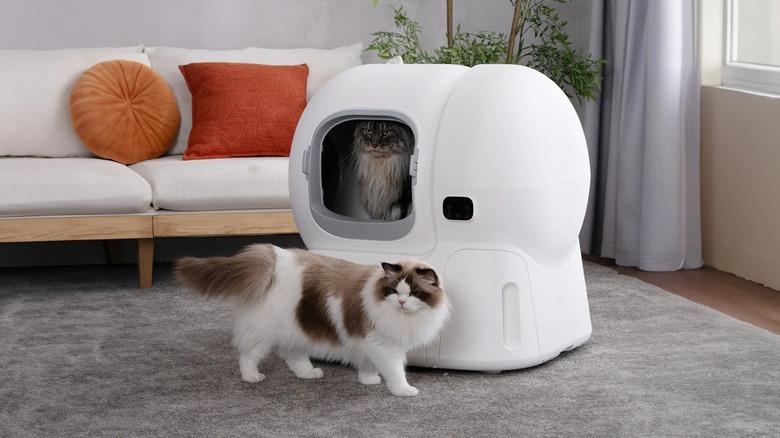 Cat approaching litter-cleaning robot with another can inside.