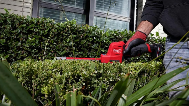 cutting bush with Milwaukee hedge trimmer