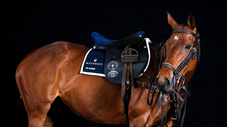 A brown horse wearing a Maserati La Martina saddle