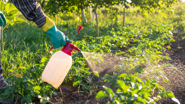 person using manual sprayer on crops