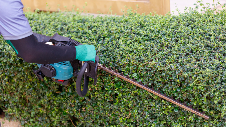 man using power trimmer to maintain hedge