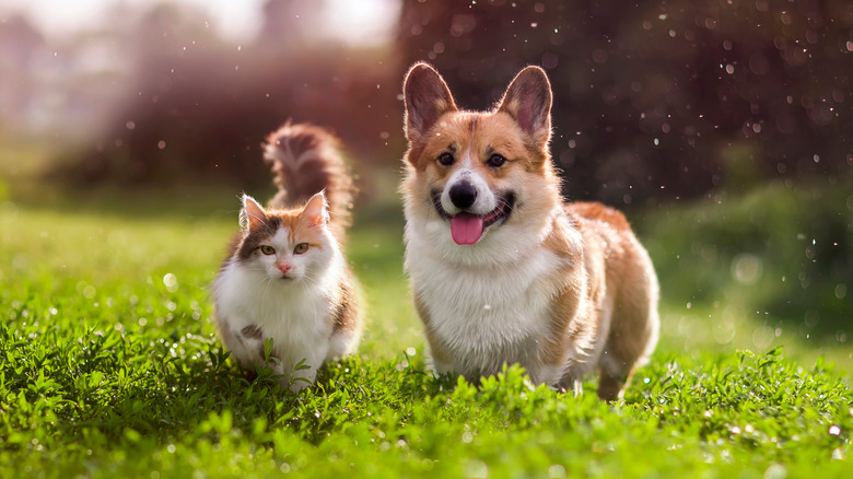 A dog and a cat