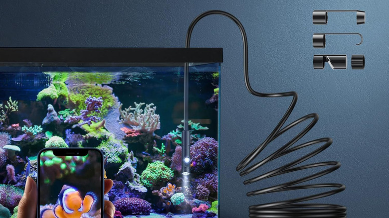 An endoscopy camera being used to look into a fish tank
