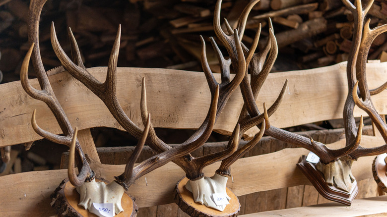 Antlers on display