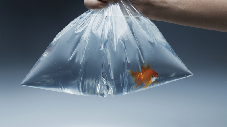 fish in clear bag