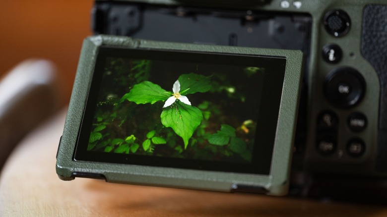Nikon Z8 screen showing a trillium flower - the screen has a screen protector installed on it.