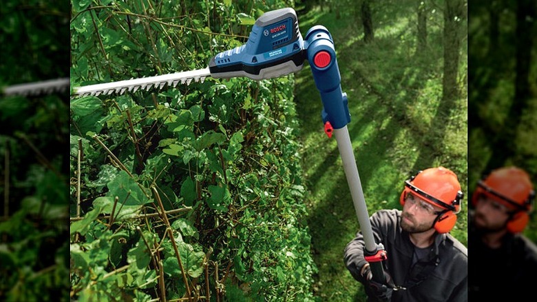 Trimming overhead bushes and tree branches with a hedge trimmer.