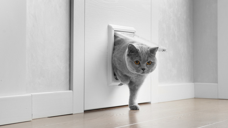 Gray cat walks through pet door