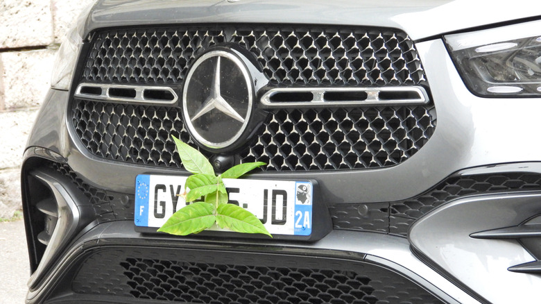 A vehicle in Paris, France, obscuring its numberplate with a large leaf