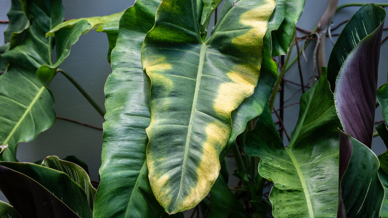Sunburned philodendron plant