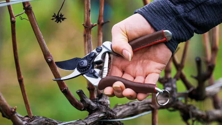 Person using pruners on branch