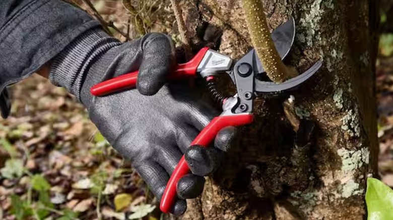 cutting branch with Milwaukee hand pruner