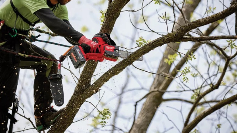 cutting tree branches with Milwaukee pruning saw