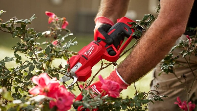 pruning flowering bush with M12 pruning shears