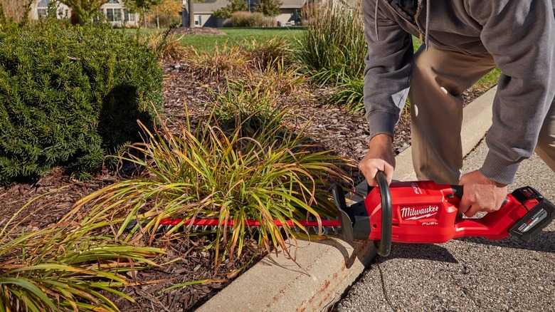 cutting low growth with Milwaukee hedge trimmer