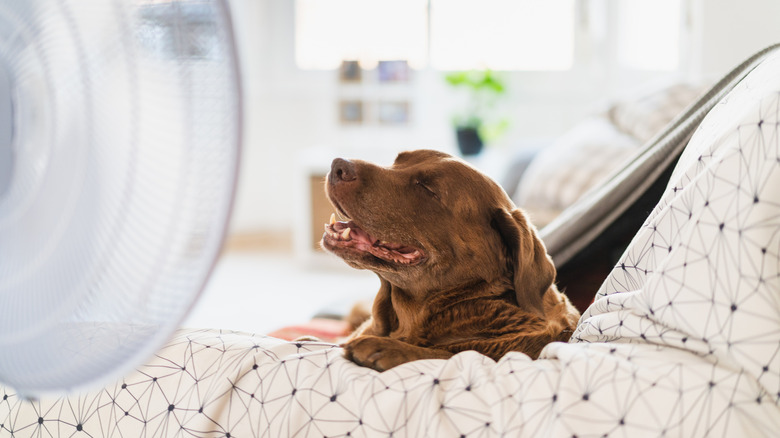 Dog in front of a fan
