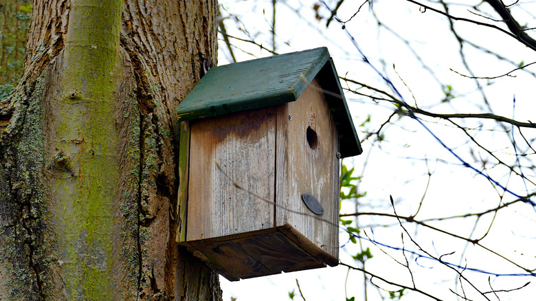 Bird house attached to a tree