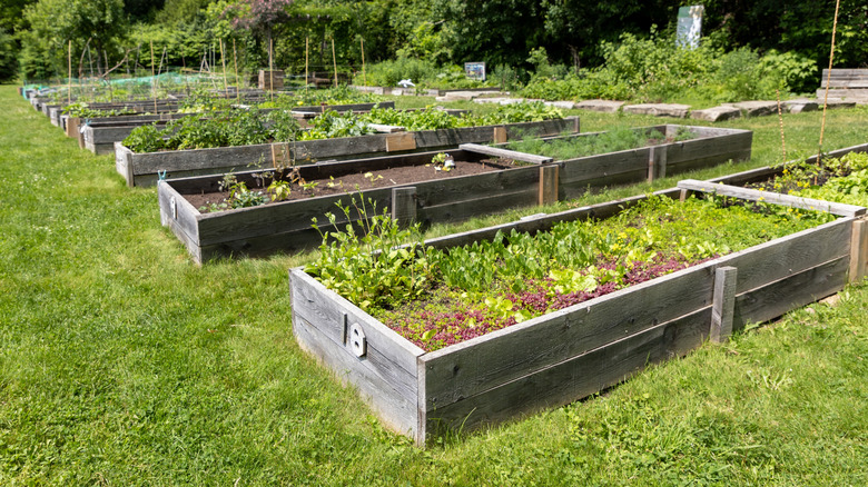 Raised garden beds