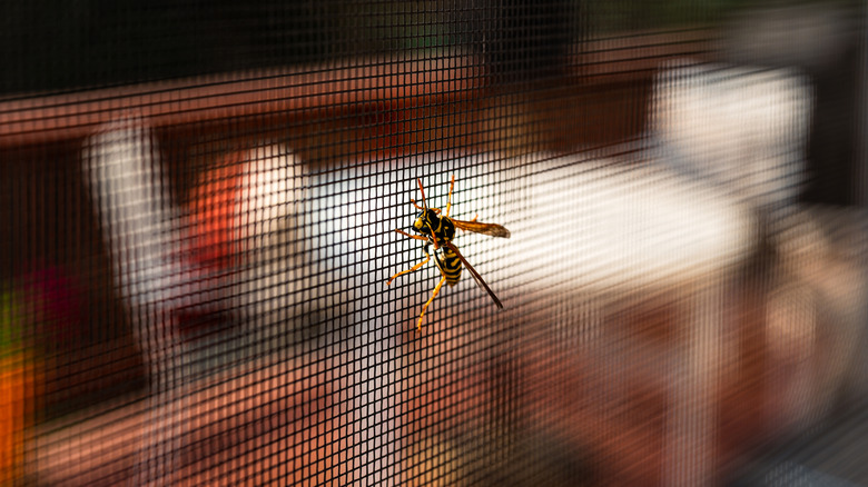 Close up of hornet on screen door