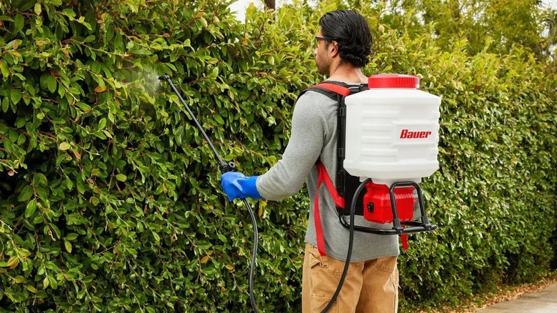 spraying bushes using Bauer sprayer