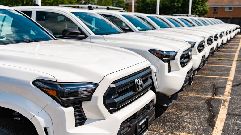 Rows of white Toyota Tacoma pickups