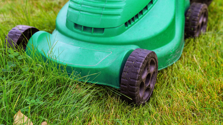 Close-up of a small-deck lawn mower cutting grass