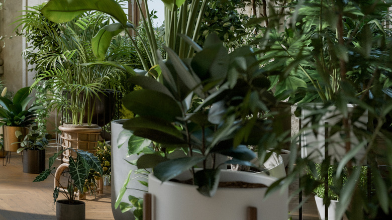 Living room with many house plants.