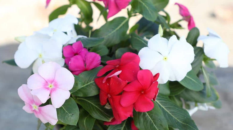 A vase of Periwinkle flower of different colors.