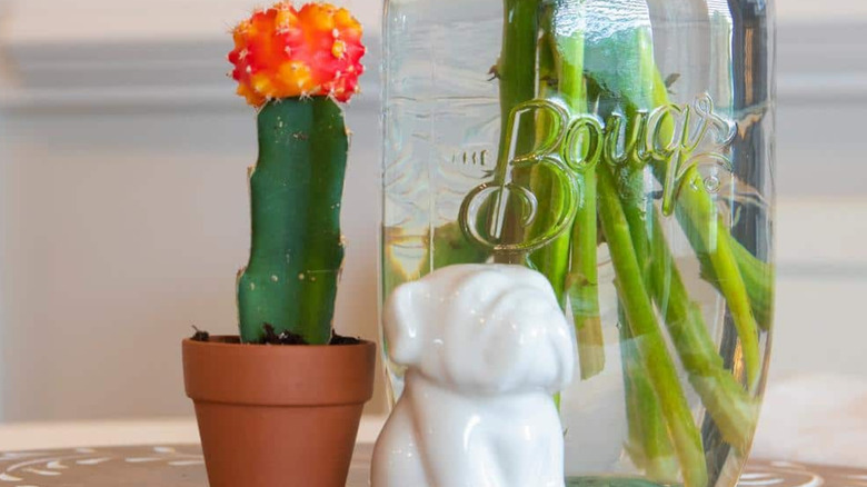 A cactus planted in a Pennington 2-Inch Mini Terra Cotta Pot on a table.