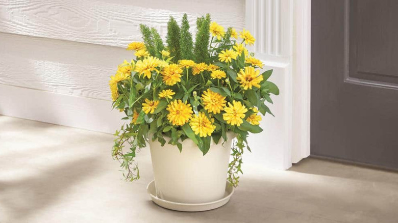 A Vigoro Antonella Plastic Plant Saucer under a plant in a vase.